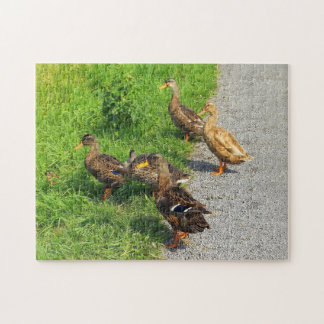Puzzle Drôle Canards
