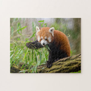 Puzzle drôle mignon panda rouge