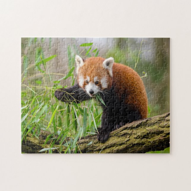 Puzzle drôle mignon panda rouge (Horizontal)