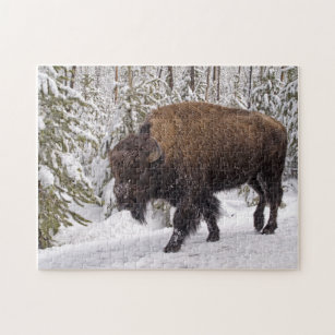 Puzzle du bison américain