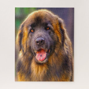 Puzzle du chien de race Leonberg.