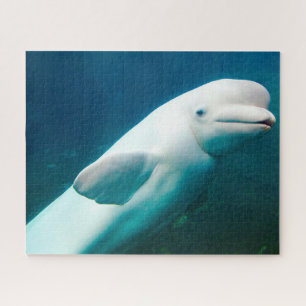 Puzzle du dauphin blanc