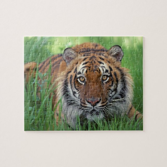 Puzzle du Tigre (Horizontal)