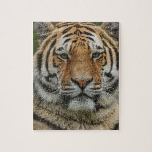 PUZZLE DU TIGRE DU BENGALE