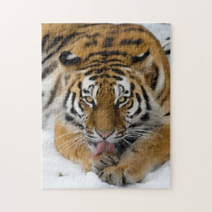 Puzzle du tigre du Bengale 252 pièces