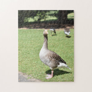 Puzzle Duck Bird Kew Gardens Londres Photographie