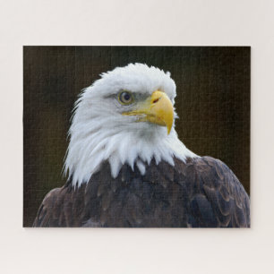 Puzzle Eagle chauve américain