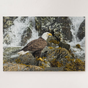 Puzzle Eagle chauve fier