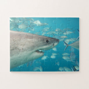 Puzzle Easy Fun Blue Kids Requin