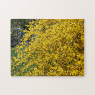 Puzzle Effet Orton Fleurs Forsythia Jaunes