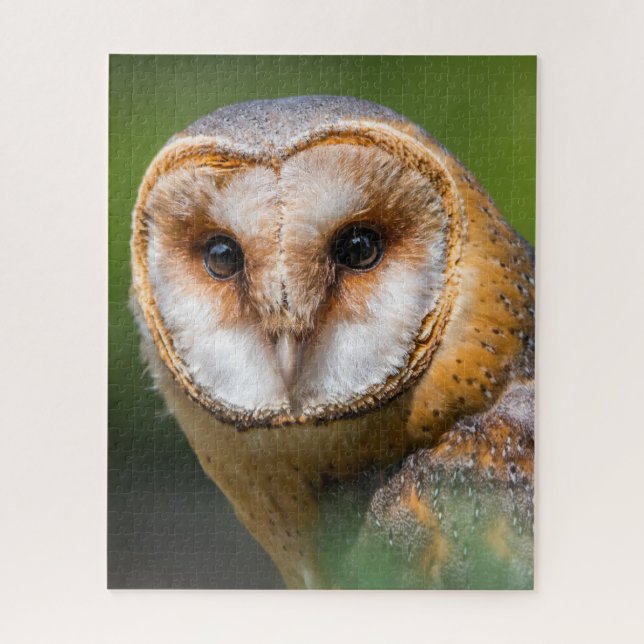 Puzzle Effraies - Oiseaux de proie. (Vertical)