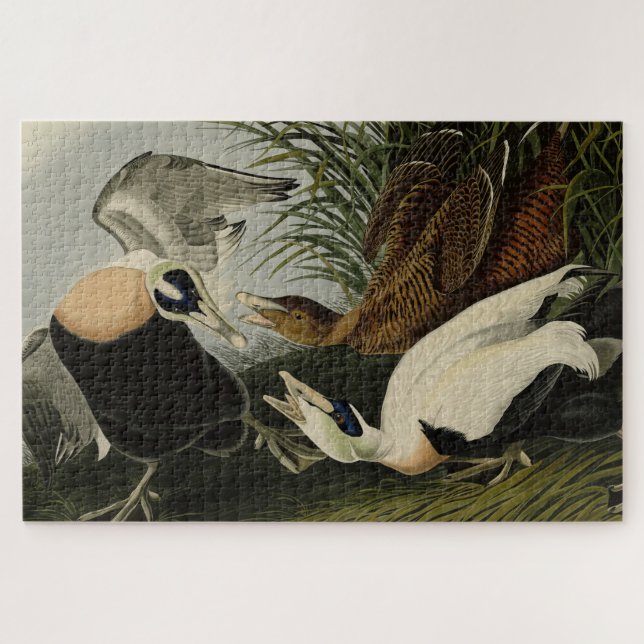 Puzzle Eider Duck, Eider commun, Audubon Birds of America (Horizontal)