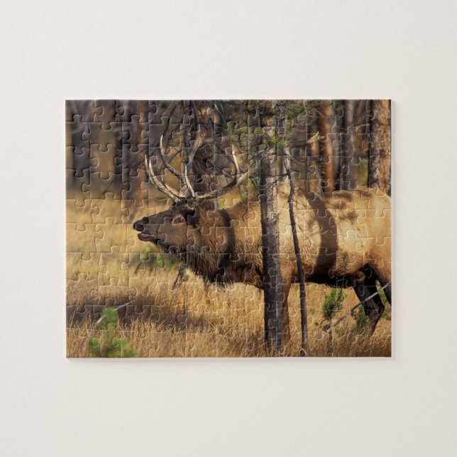 Puzzle élan, Cervus elaphus, taureau claironne dans un br (Horizontal)