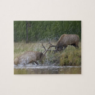 Puzzle Élans mâles se battant, Parc national de Yellowsto