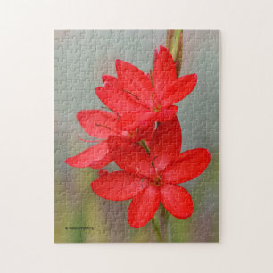 Puzzle Elégant River Lily / Drapeau Crimson Fleurs rouges