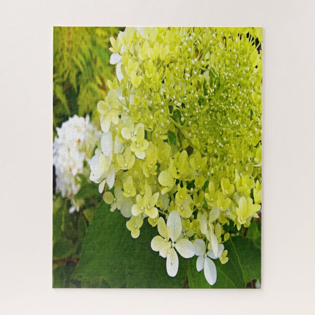 Puzzle Élégante Chartreuse Vert Limelight Hydrangea (Vertical)