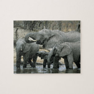 Puzzle Éléphant d'Afrique, (Loxodonta africana), buvant
