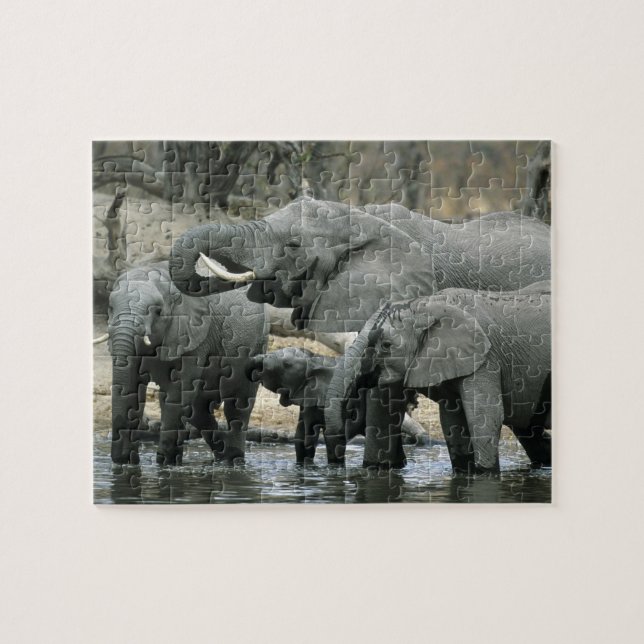 Puzzle Éléphant d'Afrique, (Loxodonta africana), buvant (Horizontal)