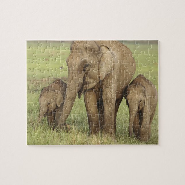 Puzzle Éléphant d'Asie indien et ses jeunes (Horizontal)
