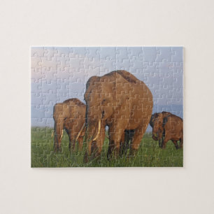 Puzzle Éléphants indiens dans la prairie