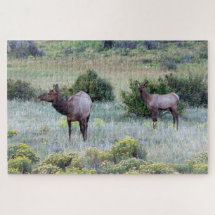 Puzzle Elk américain   Colorado