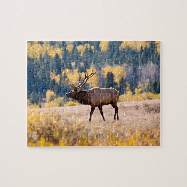 Puzzle Elk in Rocky Mountain National Park, Colorado (Horizontal)