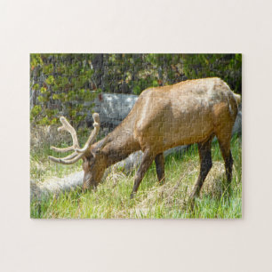 Puzzle Elk Yellowstone Montana.