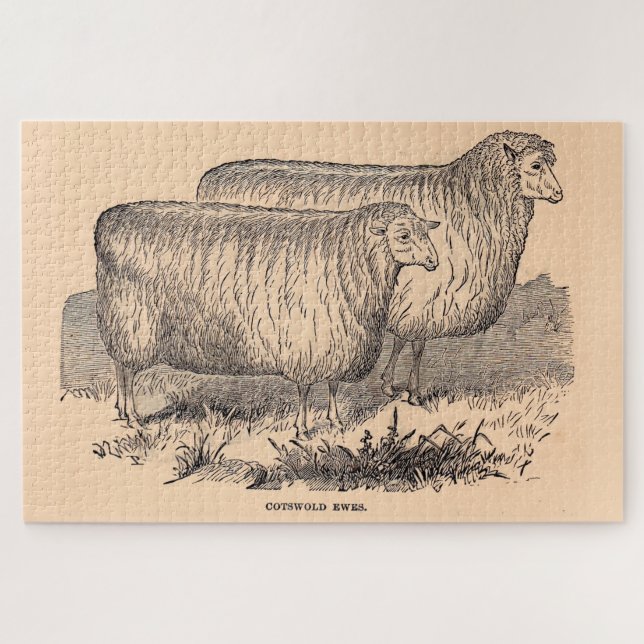 Puzzle Empreinte de brebis Cotswold du 19e siècle (Horizontal)