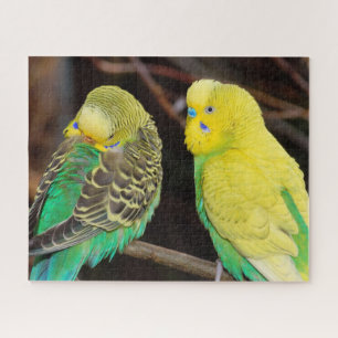 Puzzle English Budgie Parakeet Bird