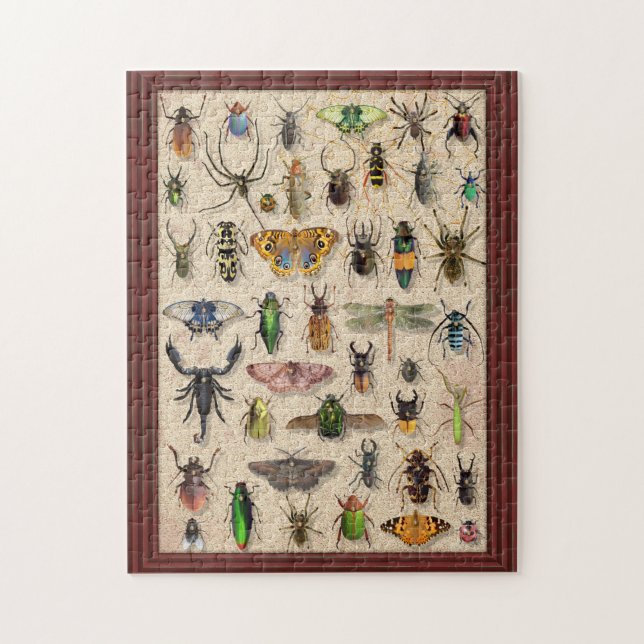Puzzle Entomologie amusante de la collection de bogues (Vertical)