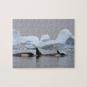 Puzzle épaulards (orques), Orcinus orca, groupe