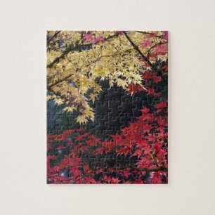 Puzzle Érables en couleur d'automne