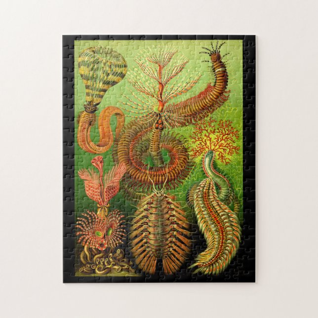 Puzzle Ernst Haeckel Chaetopoda (Vertical)