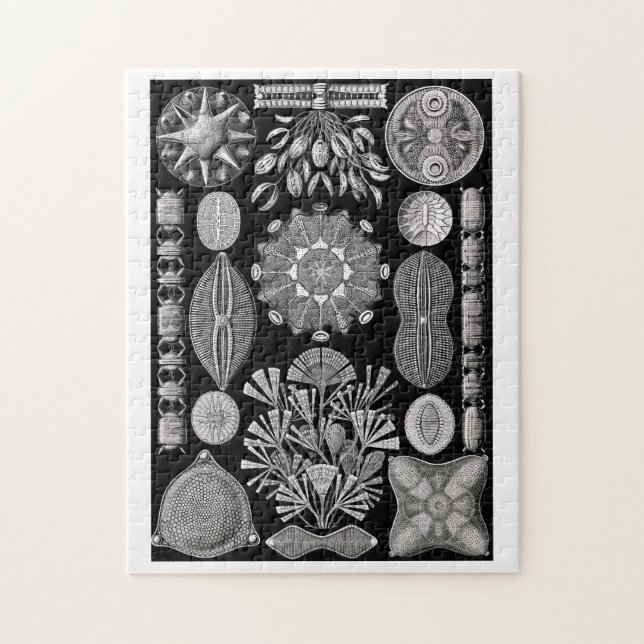 Puzzle Ernst Haeckel Diatomea (Vertical)