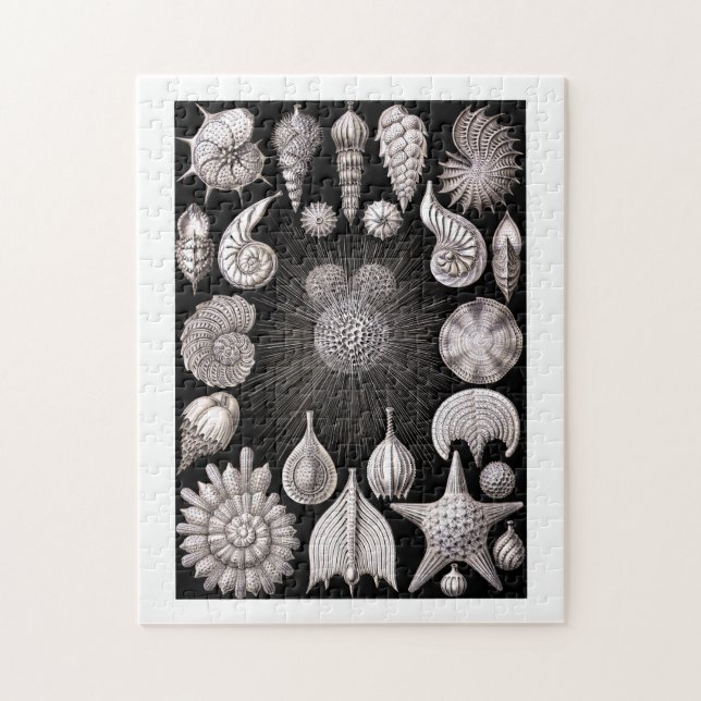 Puzzle Ernst Haeckel Thalamophora I (Vertical)