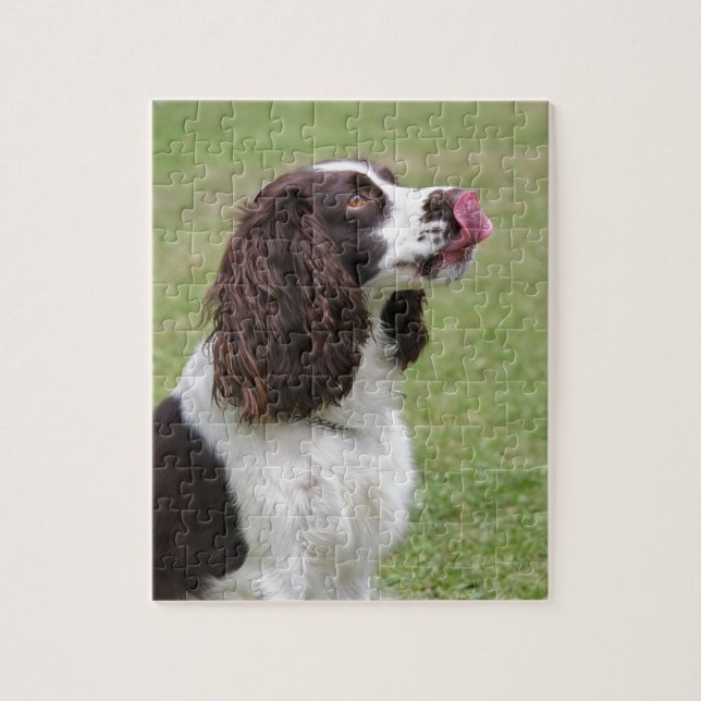 Puzzle Espagnol Springer anglais assis (Vertical)