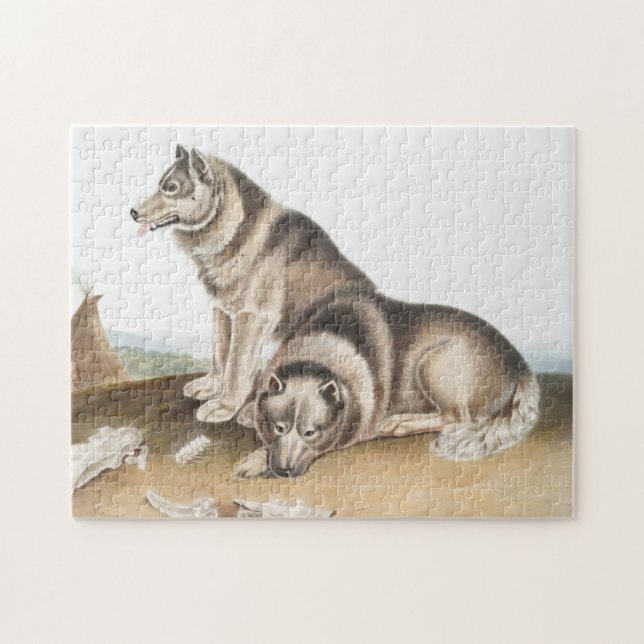 Puzzle Esquimaux Chien (Canis familiaris) Illustration (Horizontal)