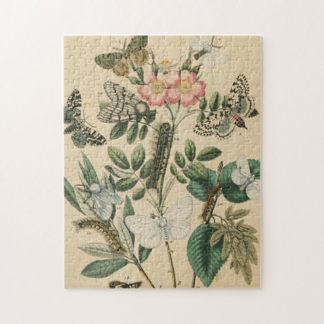 Puzzle Étapes de la vie des papillons par Vision Studio (Vertical)