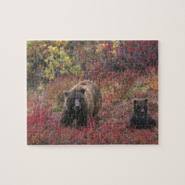 Puzzle États-Unis, Alaska, Parc national de Denali. Ours  (Horizontal)