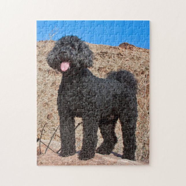 Puzzle États-Unis, Californie. Labradoodle debout (Vertical)