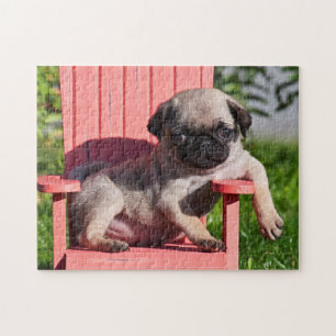 Puzzle États-Unis, Californie. Pug chiot avachi