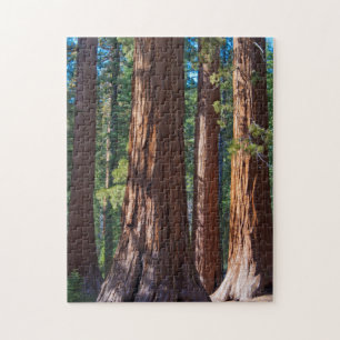 Puzzle États-Unis, Californie. Troncs d'arbres séquoias,