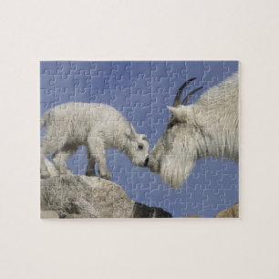 Puzzle États-Unis, Colorado, mont Evans. Chèvre de montag