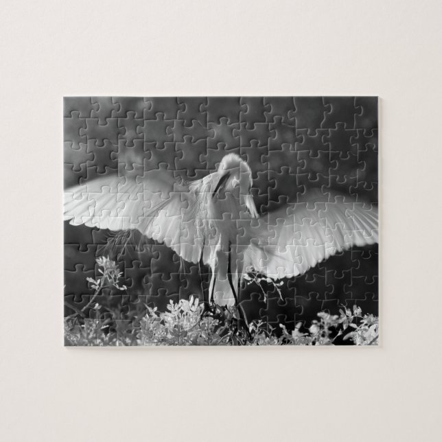 Puzzle États-Unis, Floride, Grande Aigrette (Ardea alba)  (Horizontal)