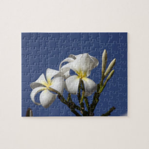 Puzzle États-Unis, Hawaï, Kauai, plumeria blanc.