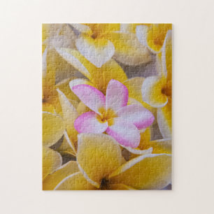 Puzzle États-Unis, Hawaï, Oahu, Fleurs de plumeria en fle