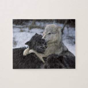 Puzzle États-Unis, Montana, Loups jouant dans la neige