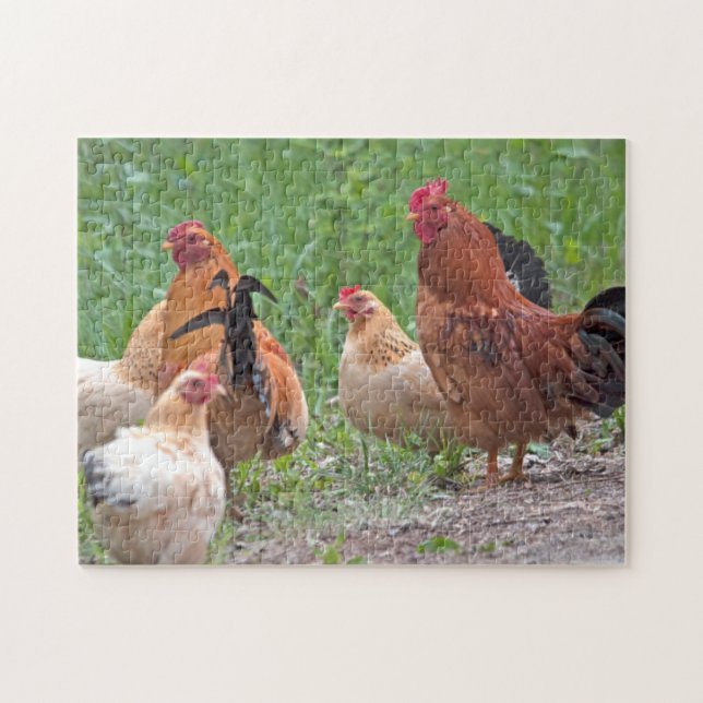 Puzzle États-Unis, Nebraska. Poules (Horizontal)