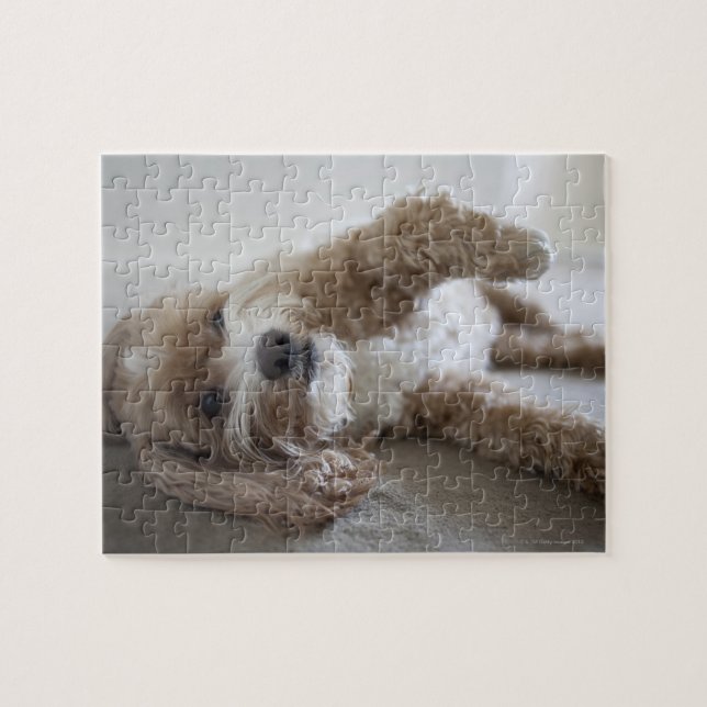 Puzzle États-Unis, New York, New York, Brooklyn, Cockapoo (Horizontal)