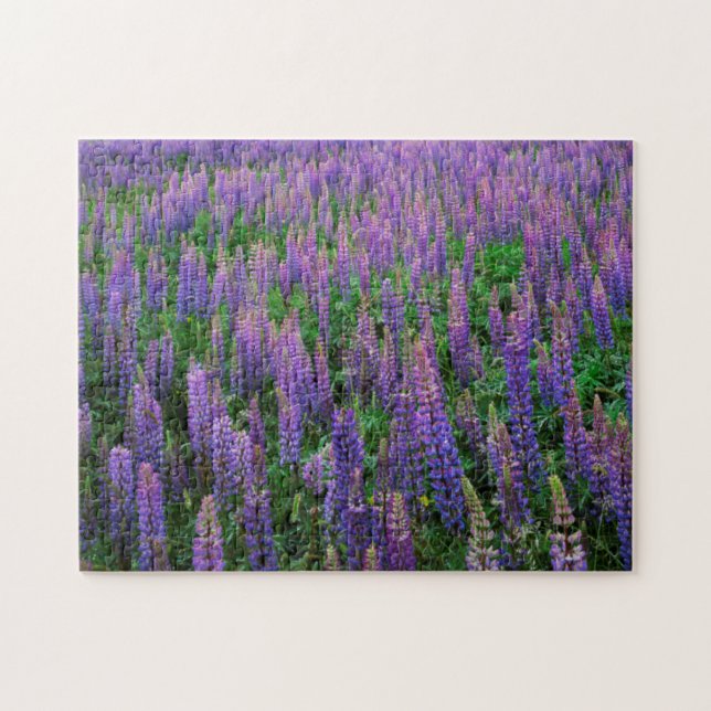 Puzzle États-Unis, Washington, Comté de Clallam, Lupine (Horizontal)